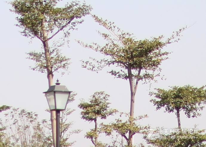 适马30 1.4A与狗头对比