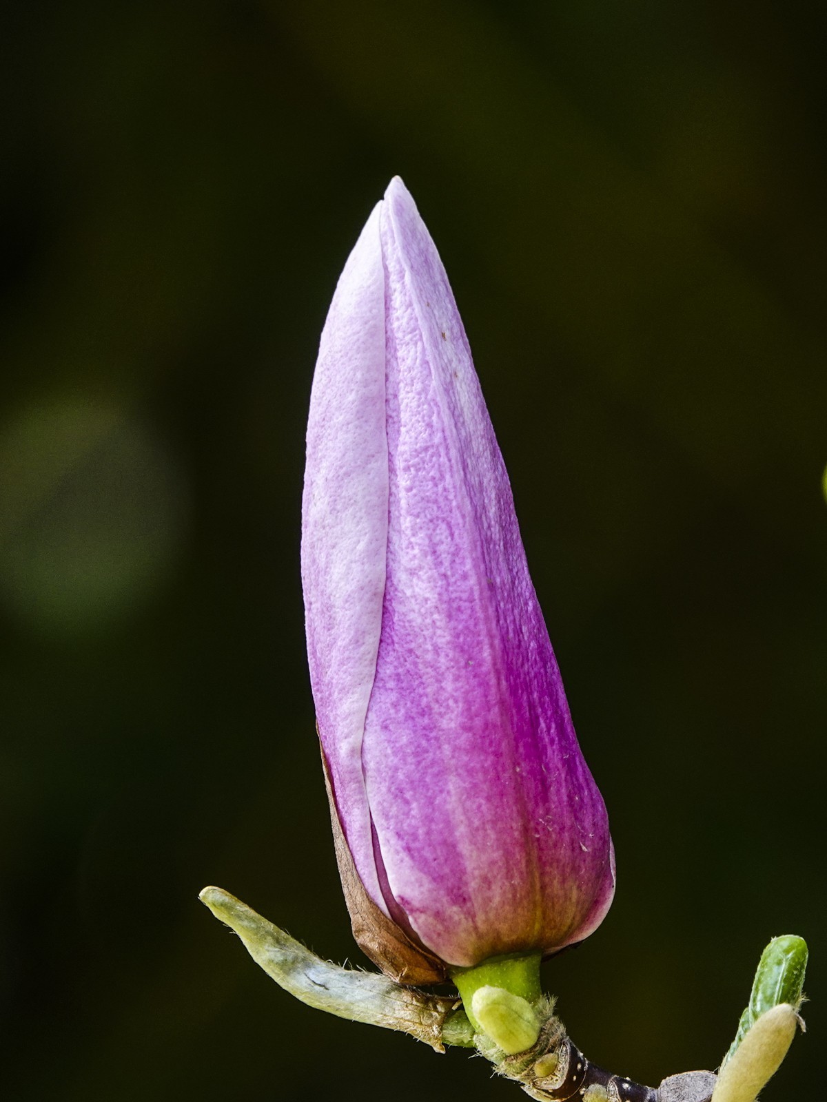 枯叶、幼芽、春花（9P）