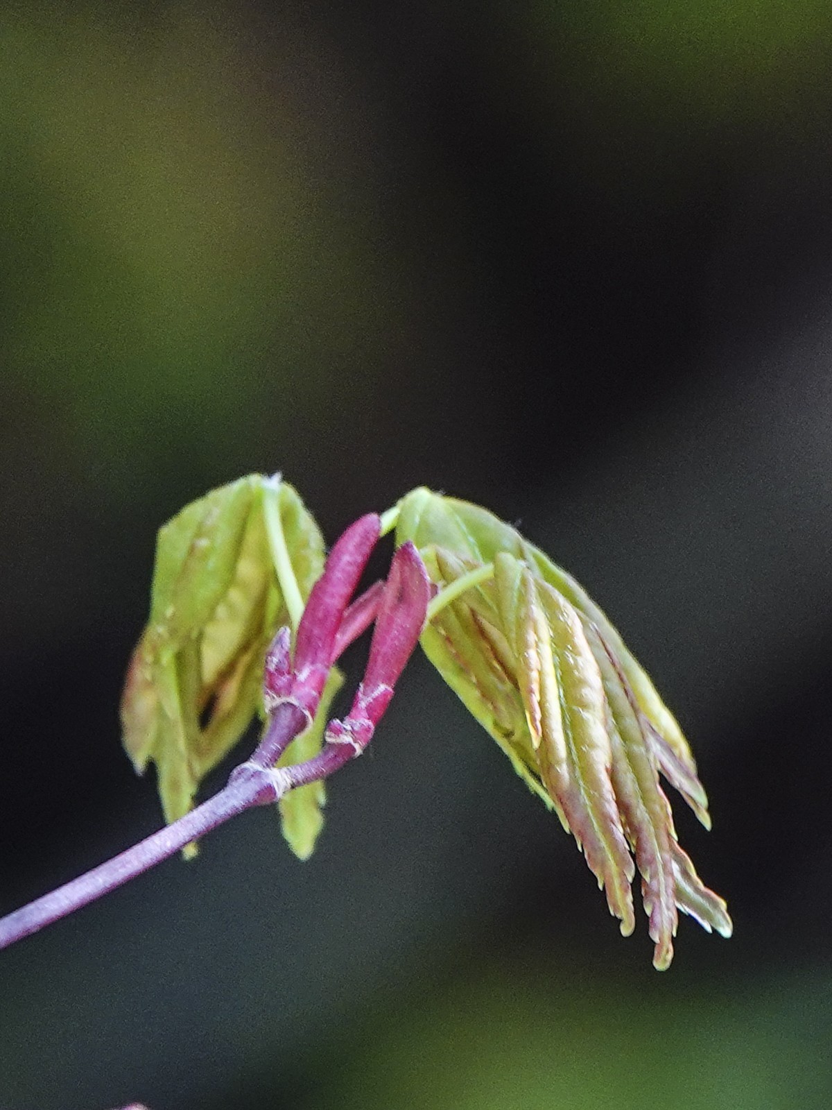 枯叶、幼芽、春花（9P）