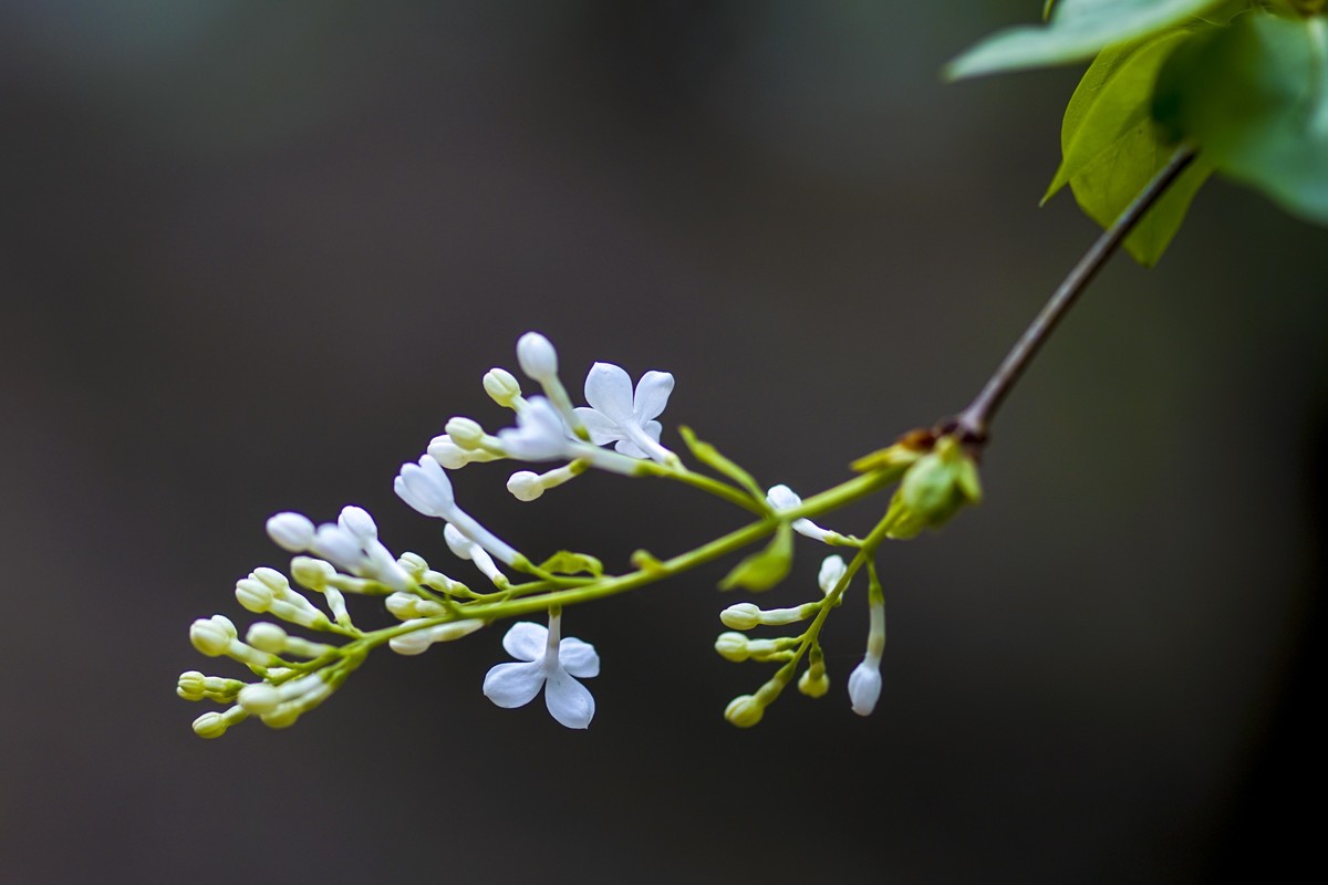 枯叶、幼芽、春花（9P）