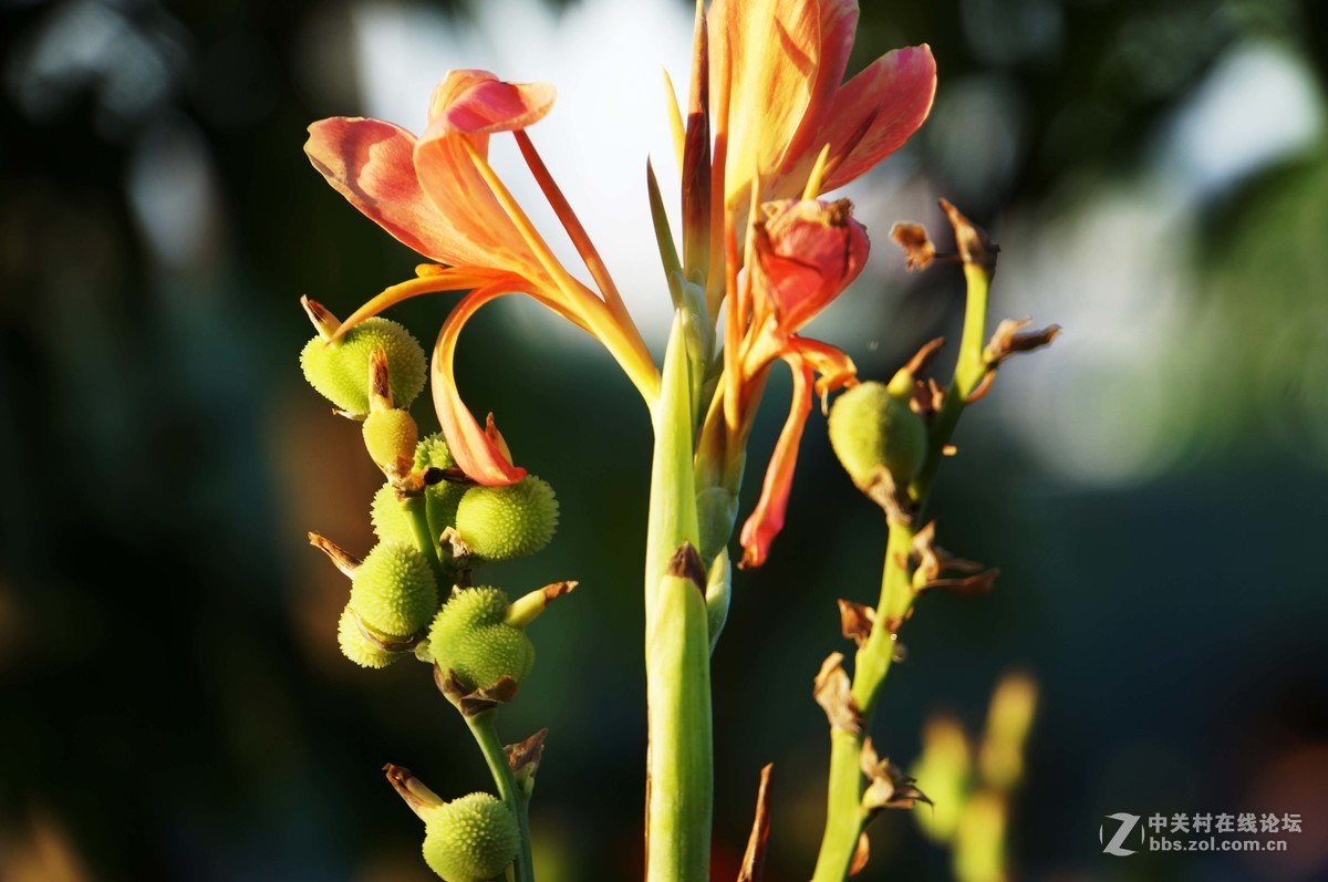 卷叶丛深殷似火