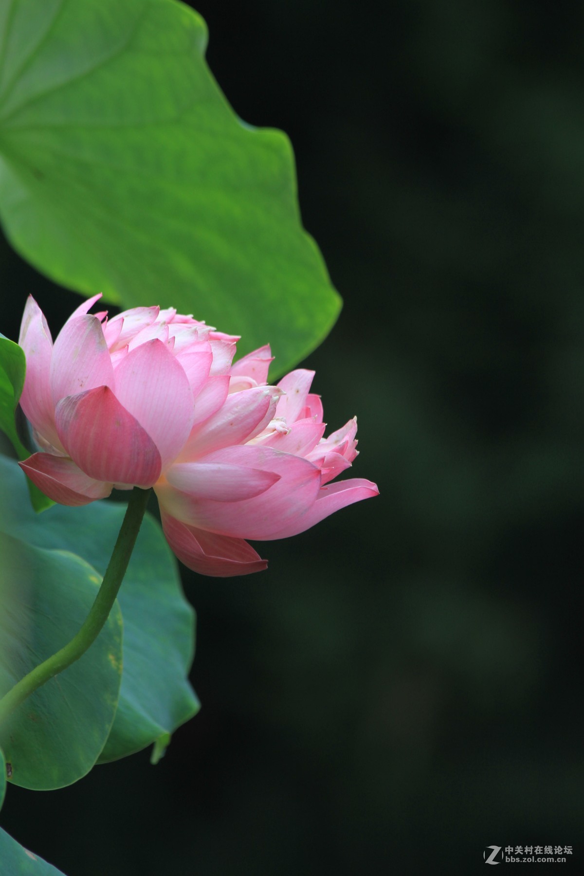 《韵》荷花 《色》美景