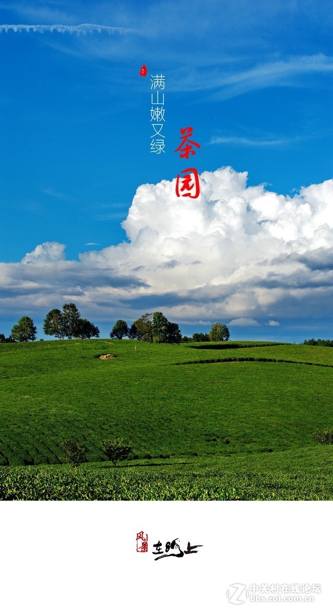 茶园满山嫩又绿