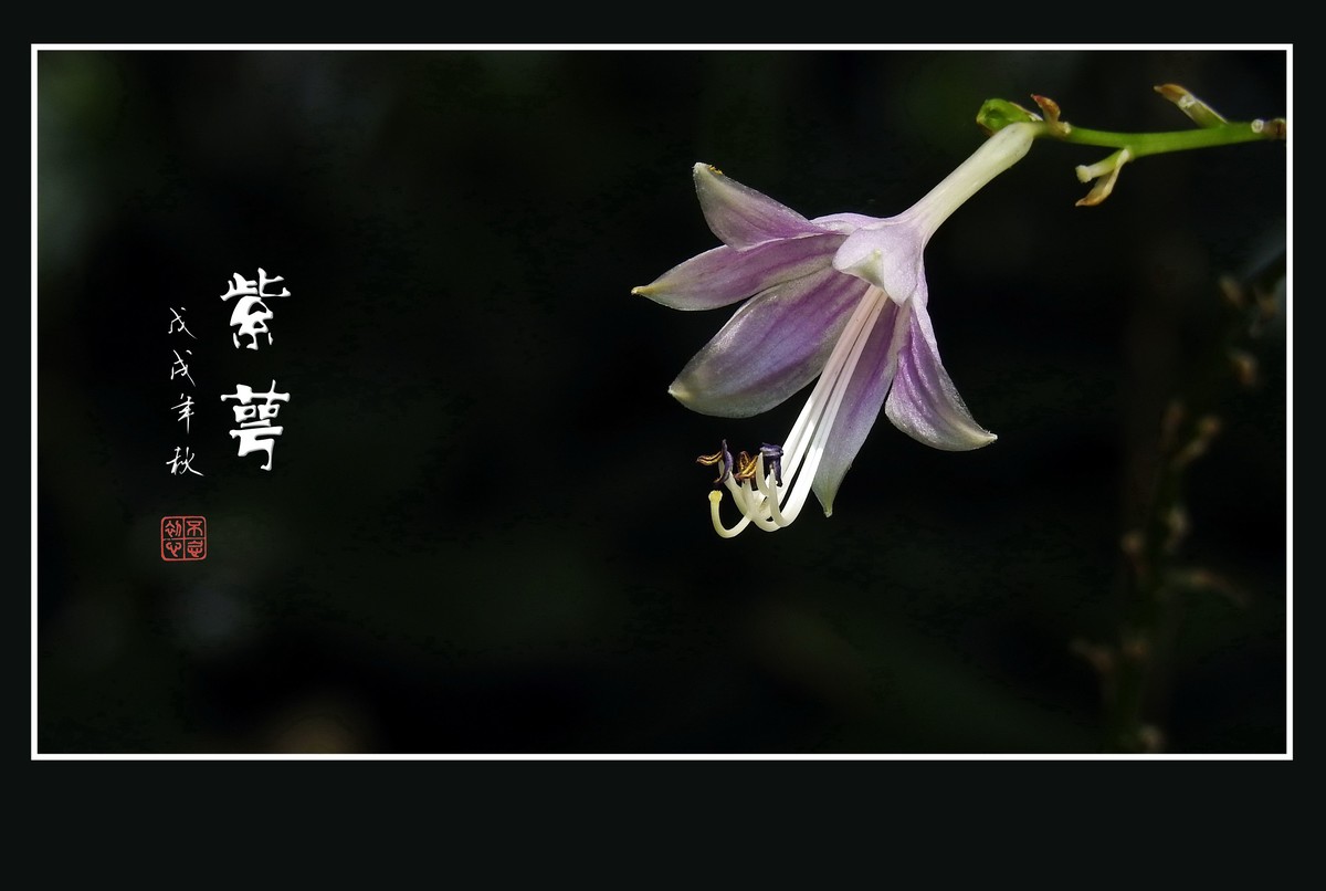 紫色的小星星-紫萼