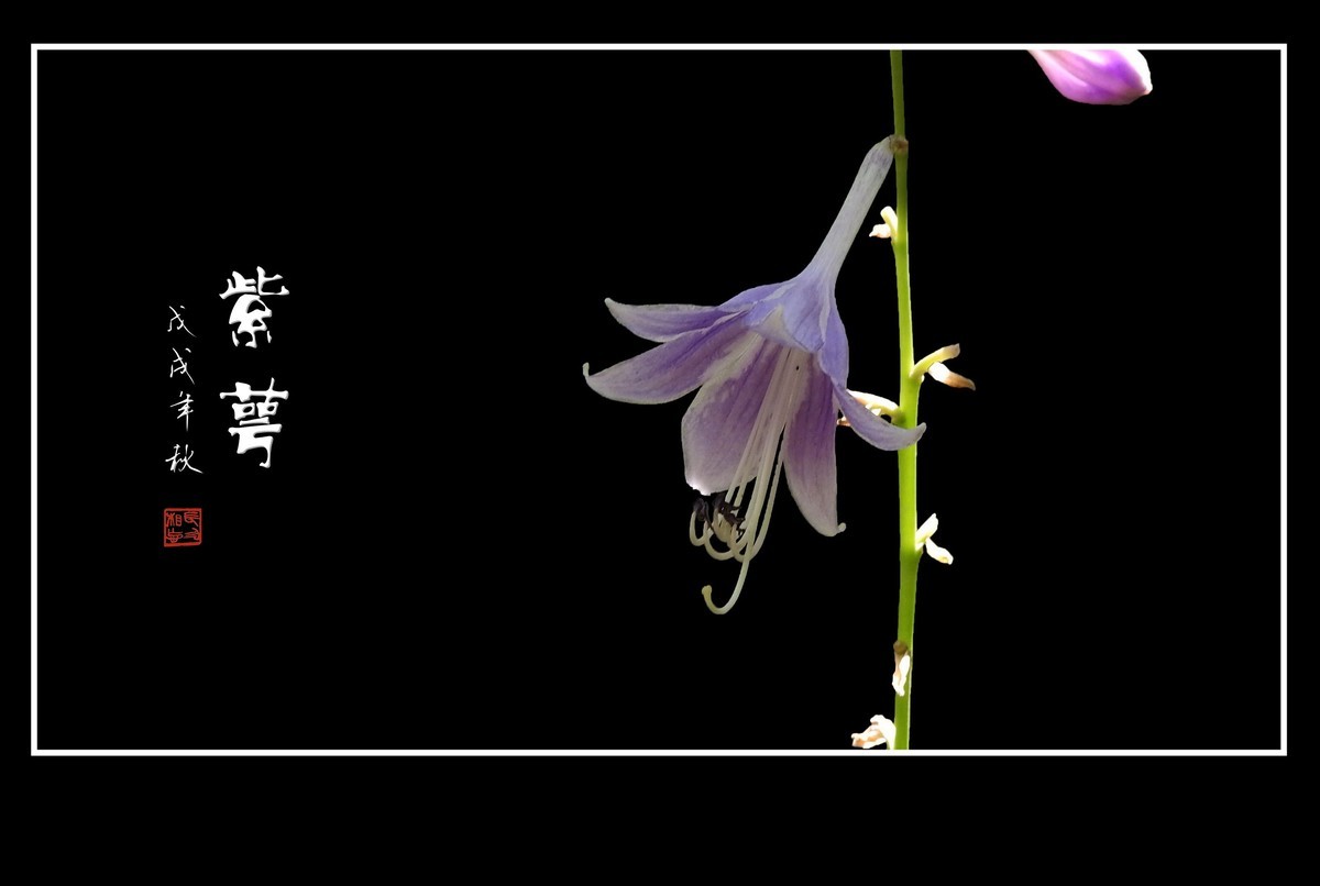 紫色的小星星-紫萼