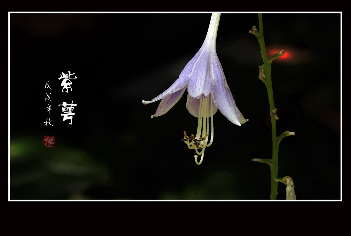 紫色的小星星-紫萼