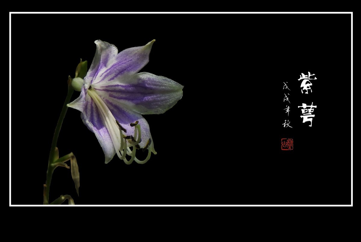 紫色的小星星-紫萼