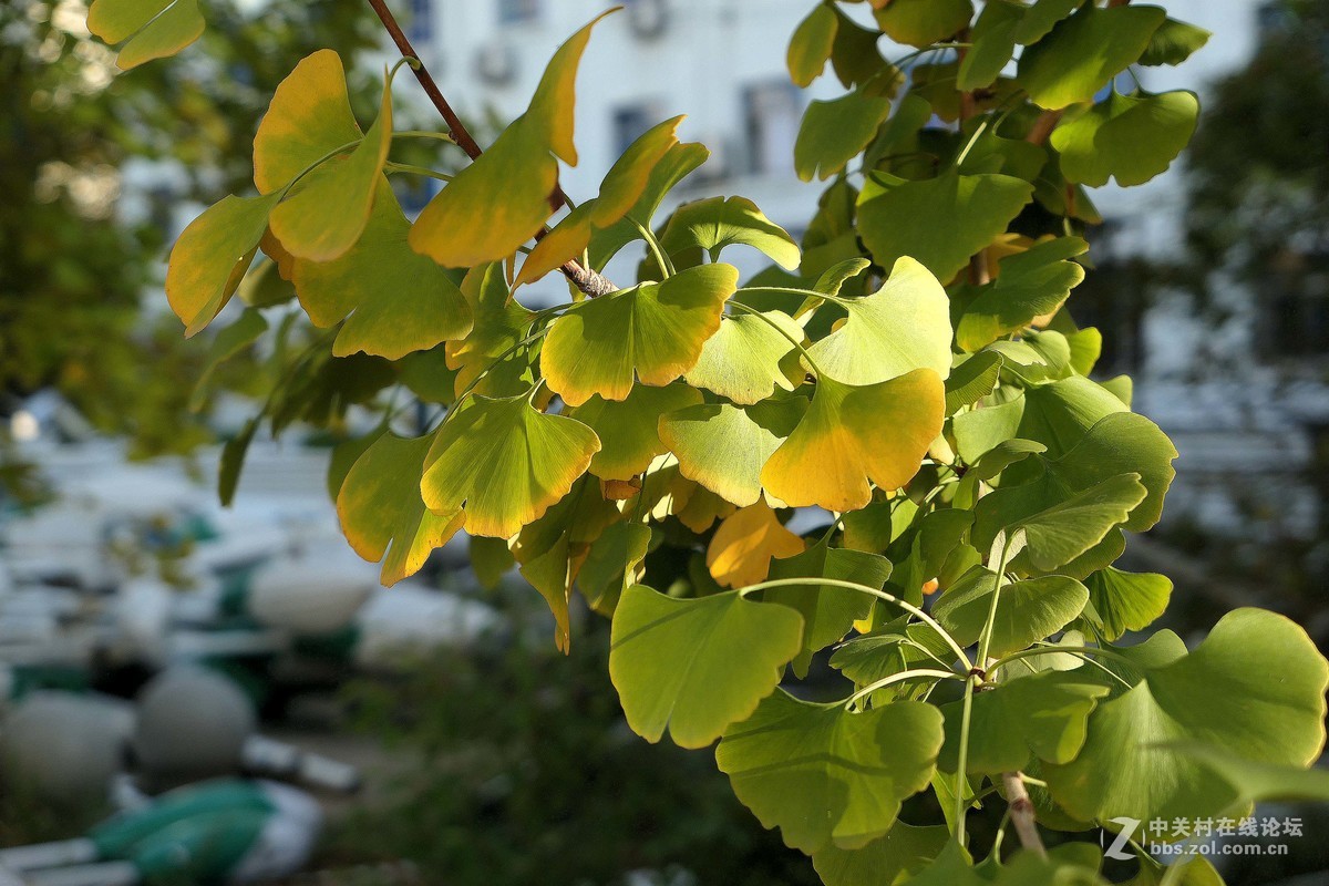 松下LX10拍的树叶和桂花。。。。。