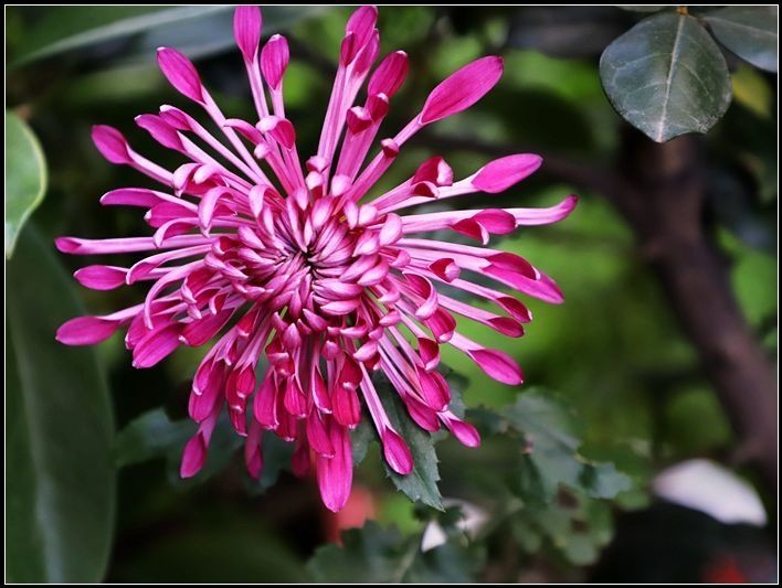 初入单反 ，上几朵菊花，请大家拍砖！