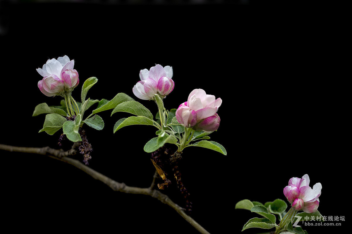 #版主坐堂#【天津版块】2015年12月金钻精华汇总