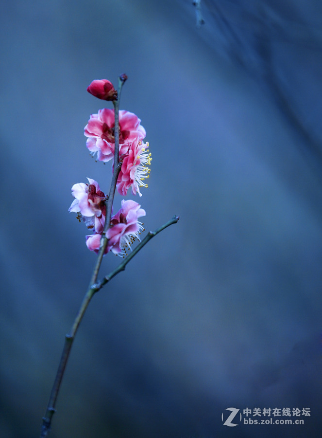 春暖花开