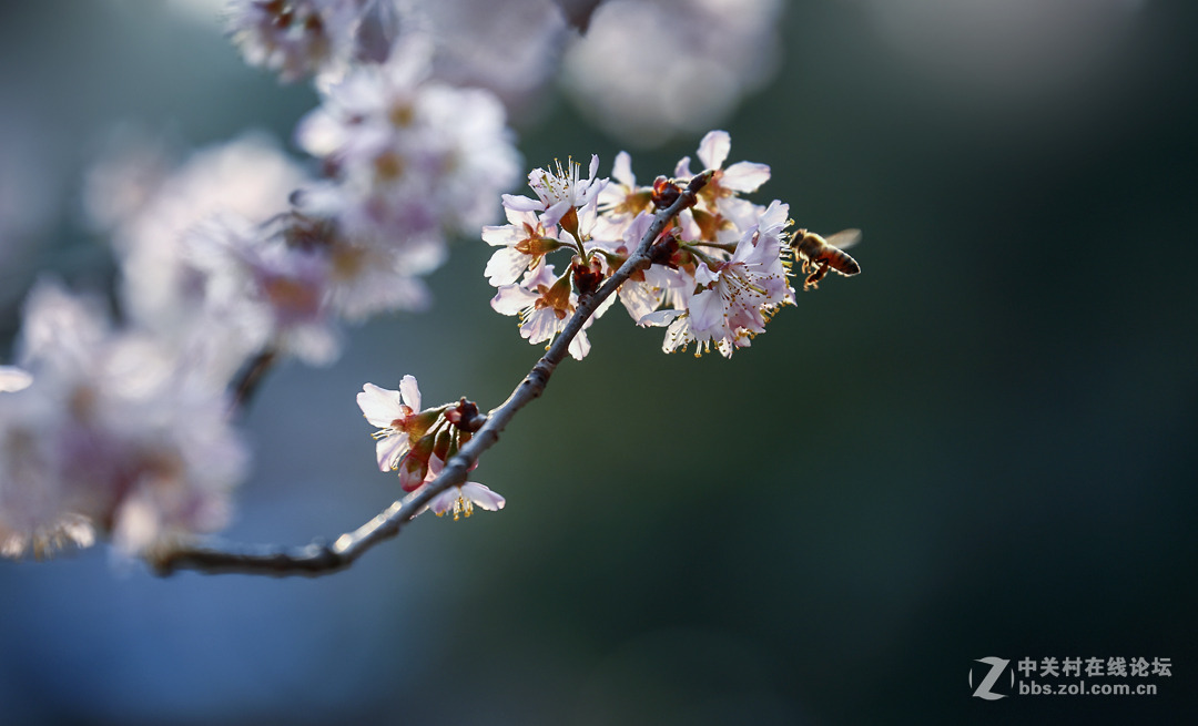 春暖花开