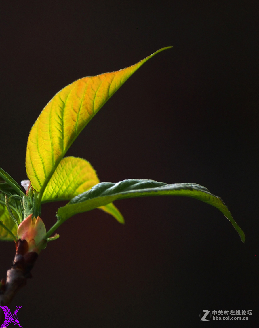 初发樱桃树叶被光照