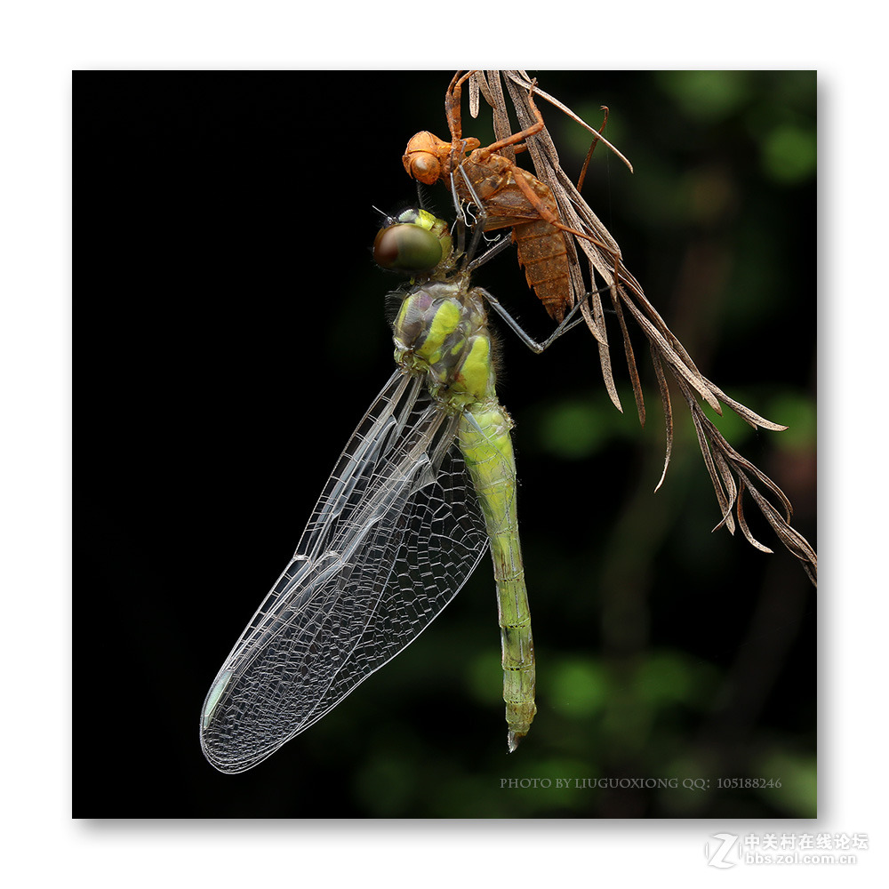 蜻蜓羽化-中关村在线摄影论坛