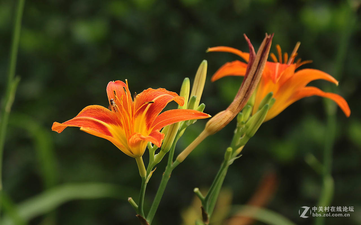 河邊萱草花