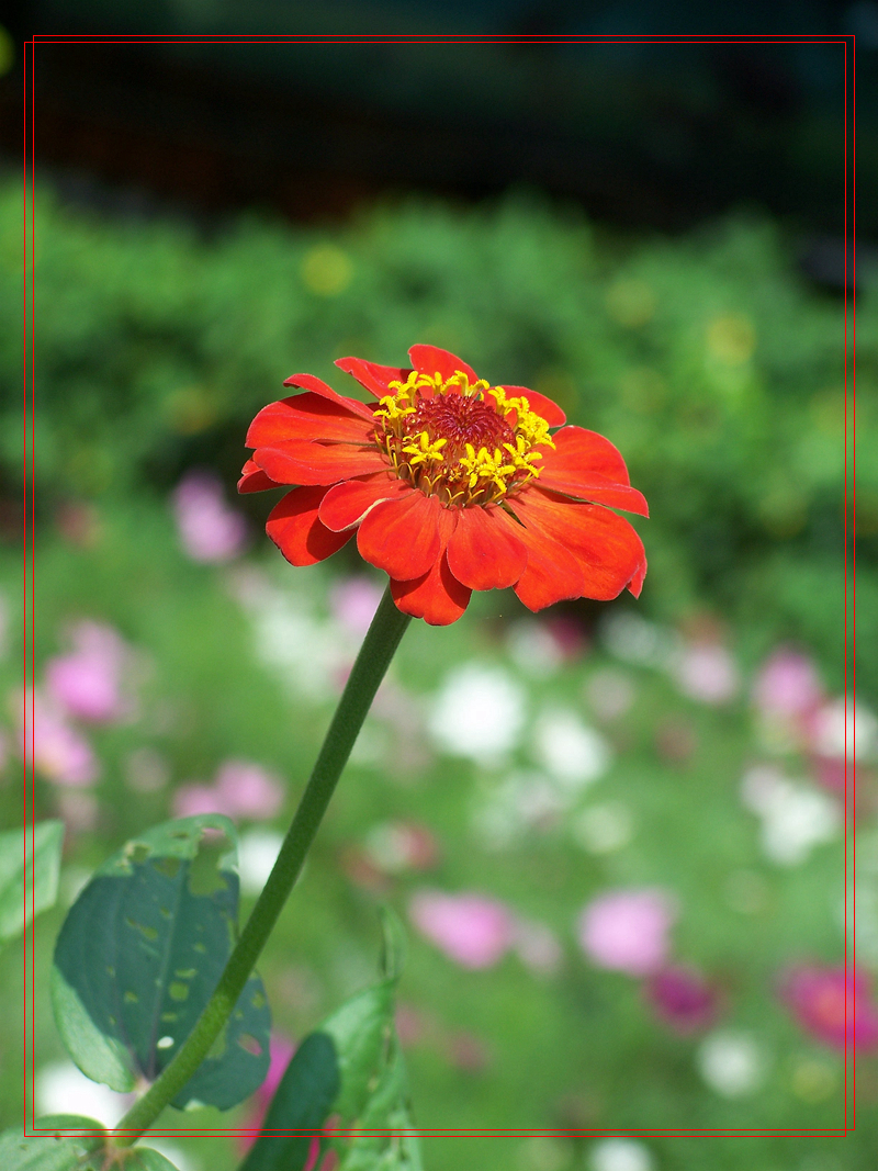 城市里的格桑花