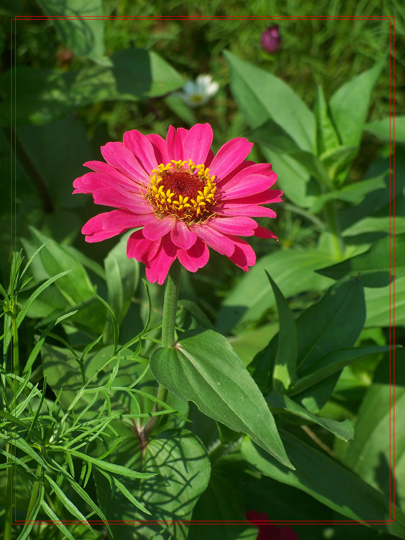 城市里的格桑花