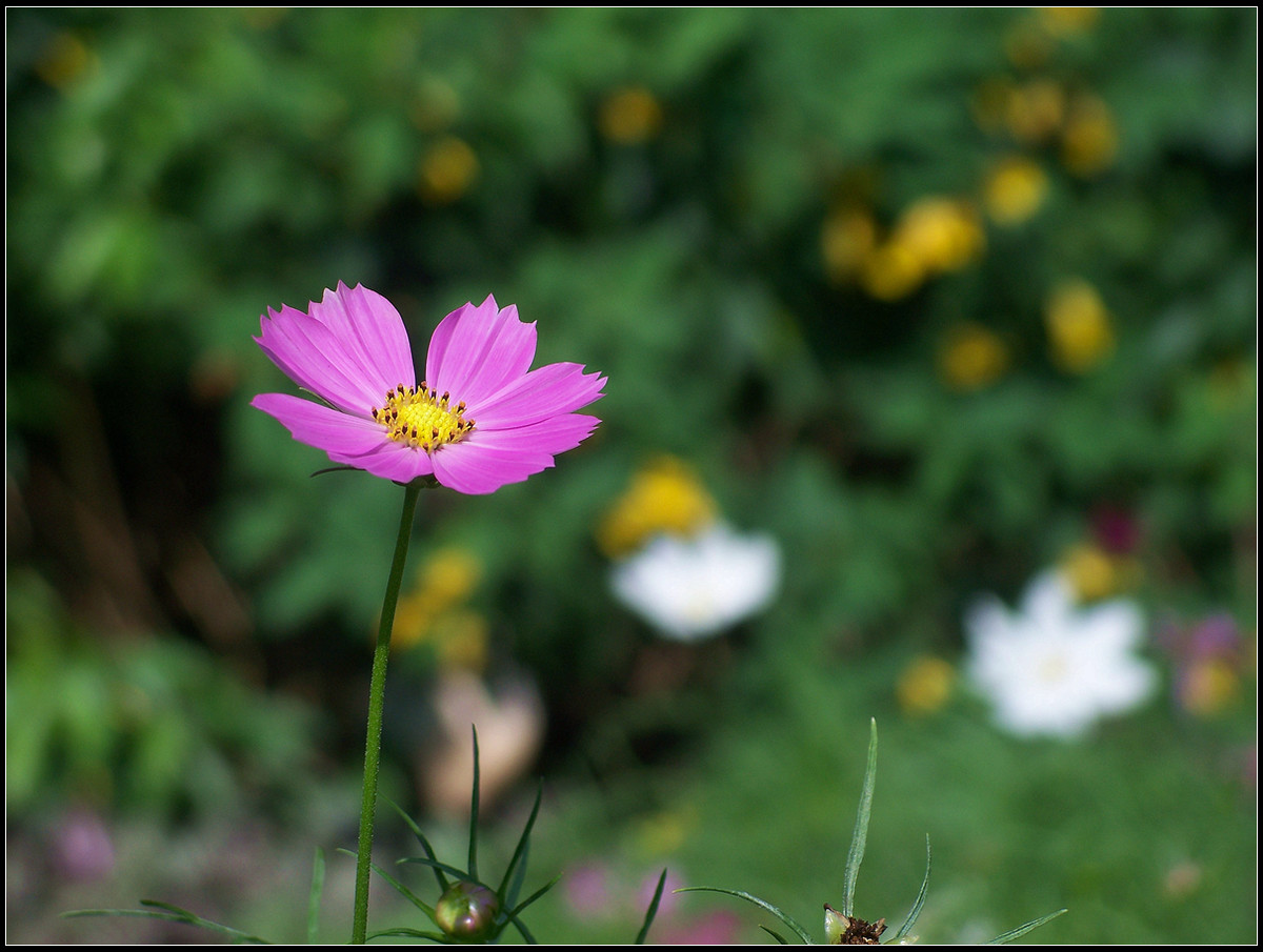 城市里的格桑花