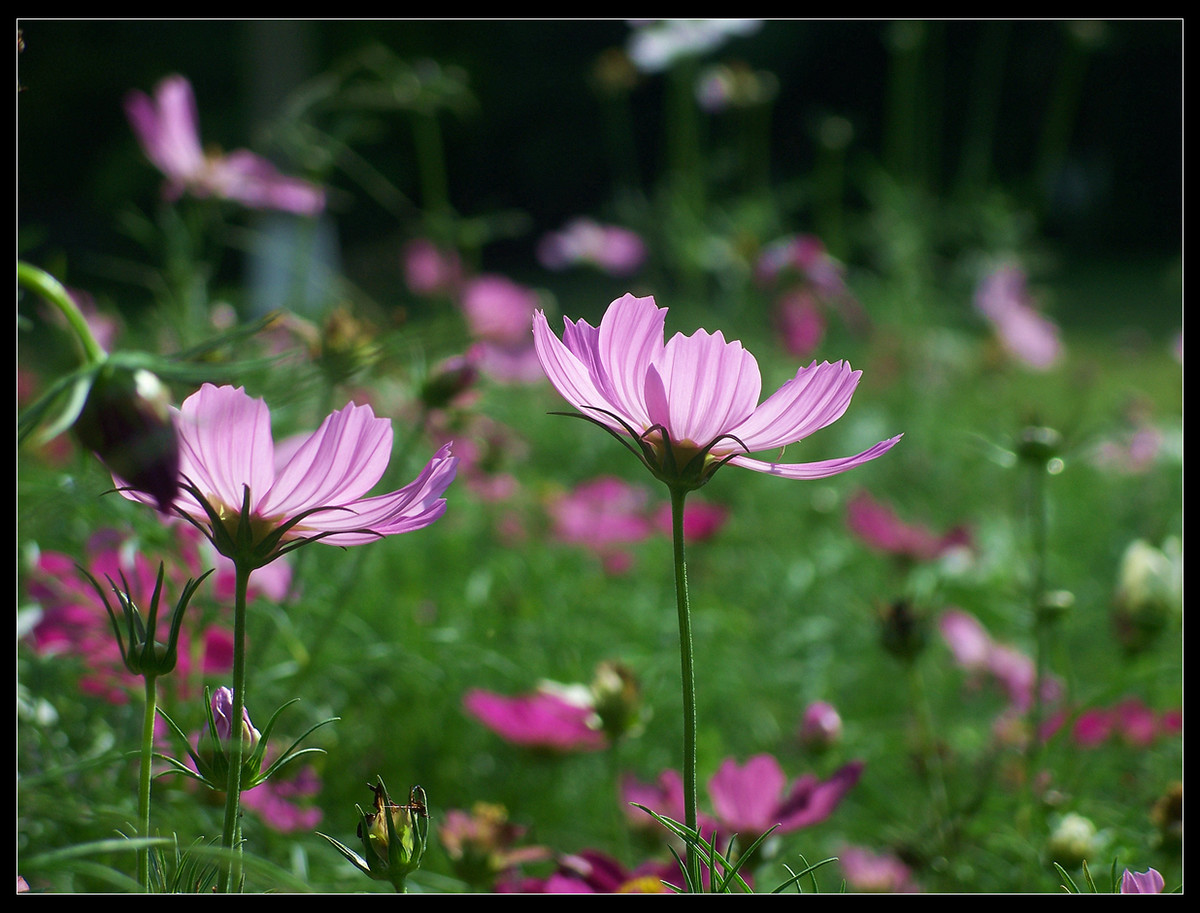 城市里的格桑花