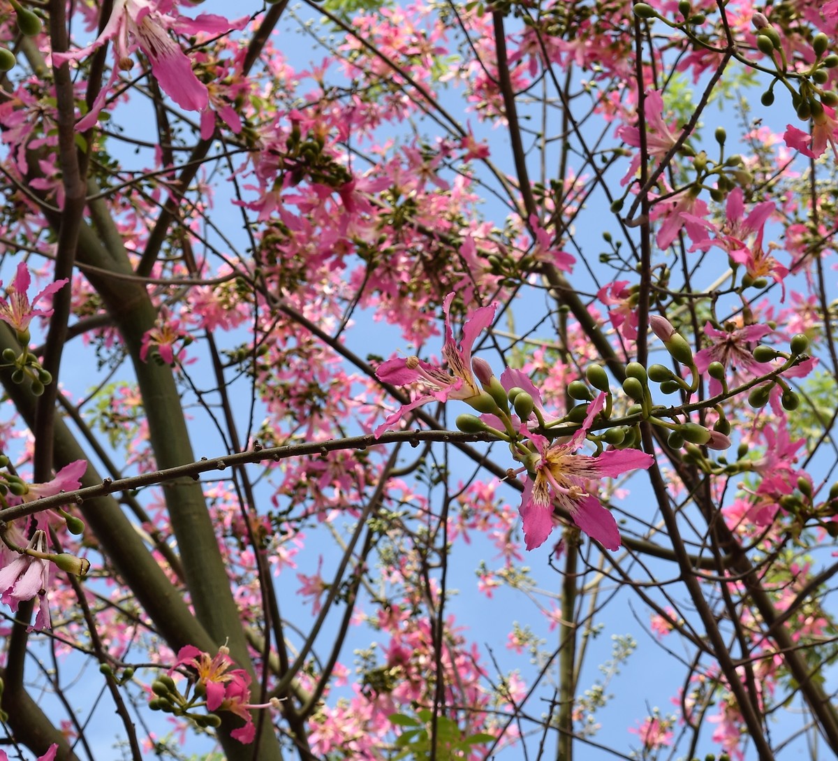 一颗开满花的树