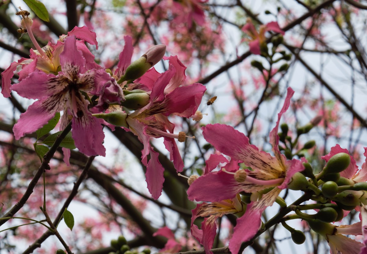 一颗开满花的树