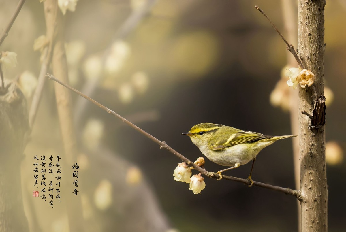 梅园莺音