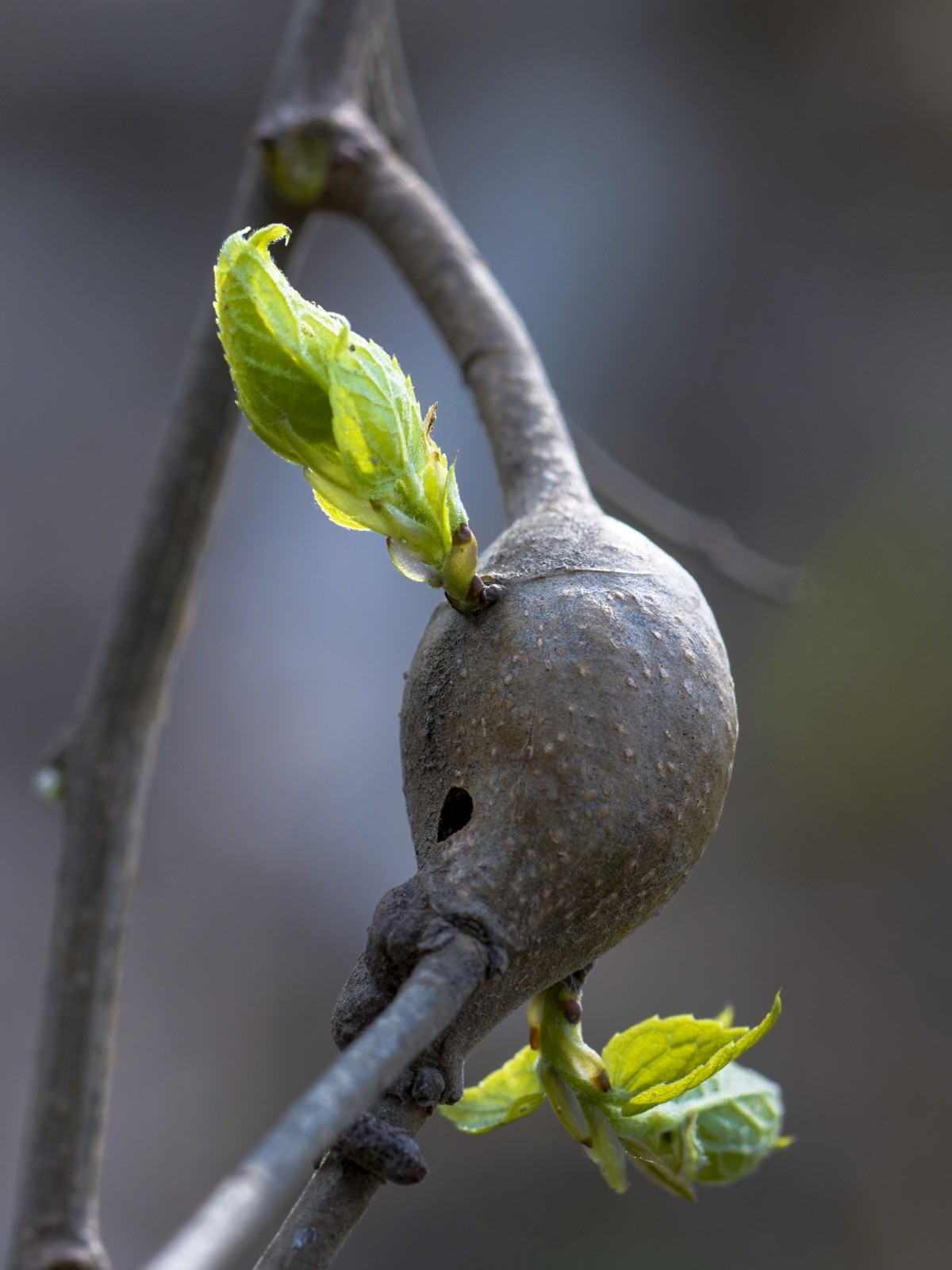 枯叶、幼芽、春花（9P）