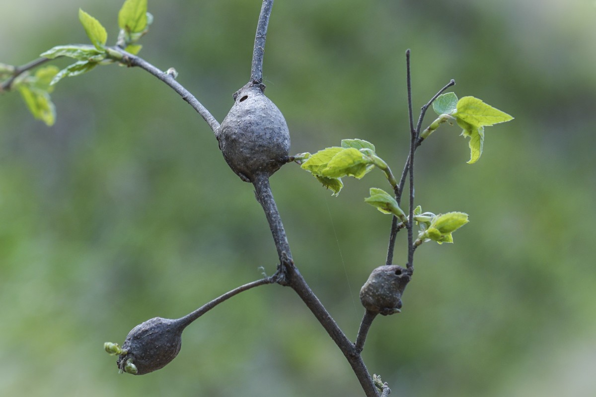 枯叶、幼芽、春花（9P）