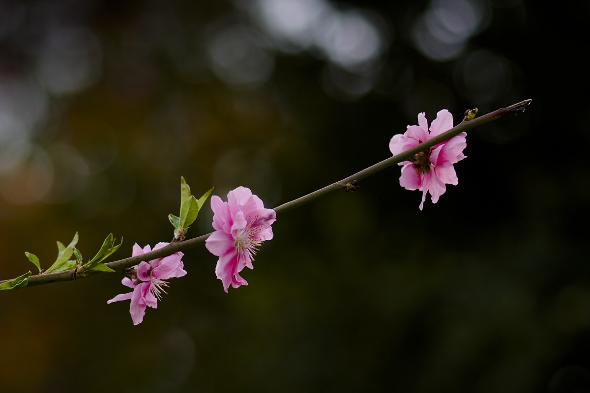 枯叶、幼芽、春花（9P）