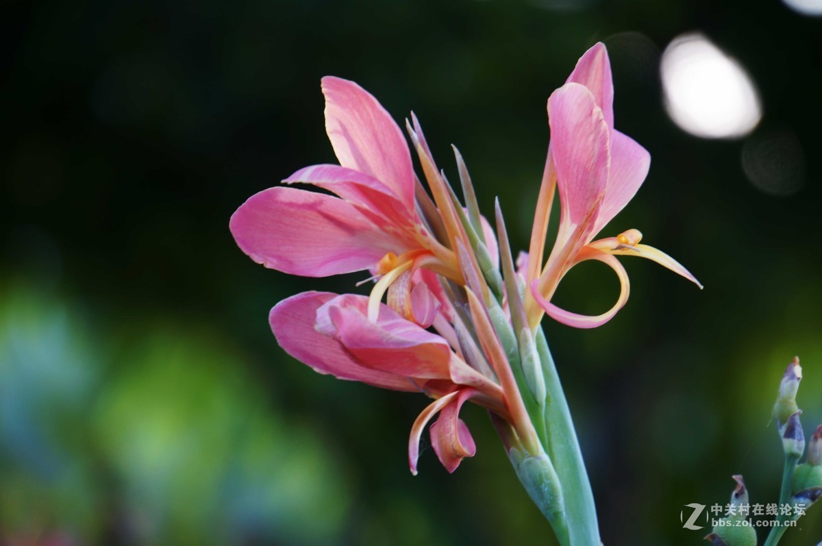 卷叶丛深殷似火