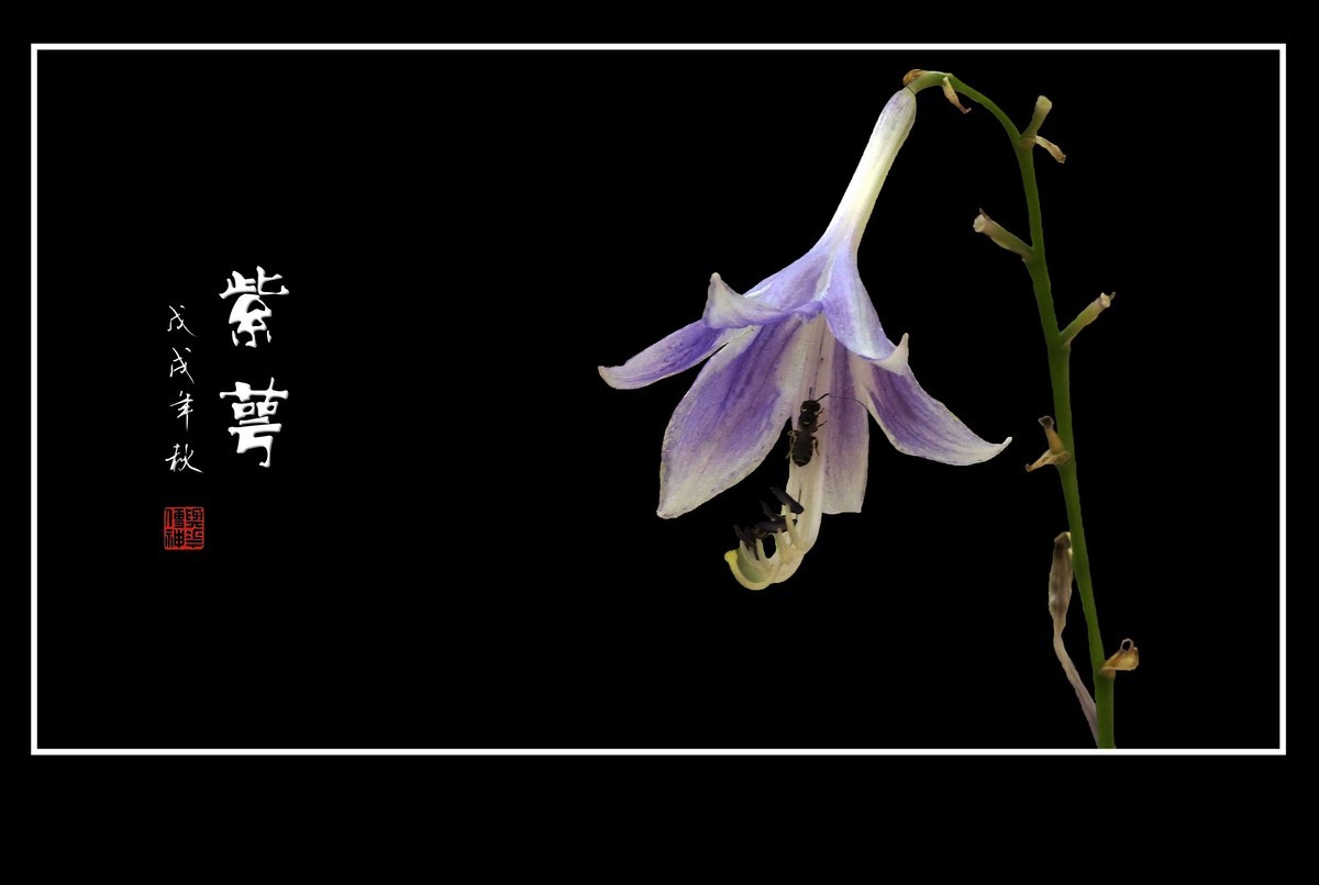 紫色的小星星-紫萼