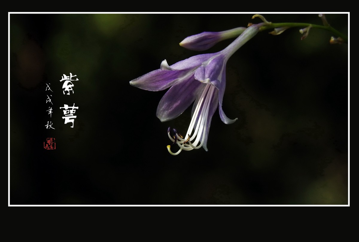 紫色的小星星-紫萼