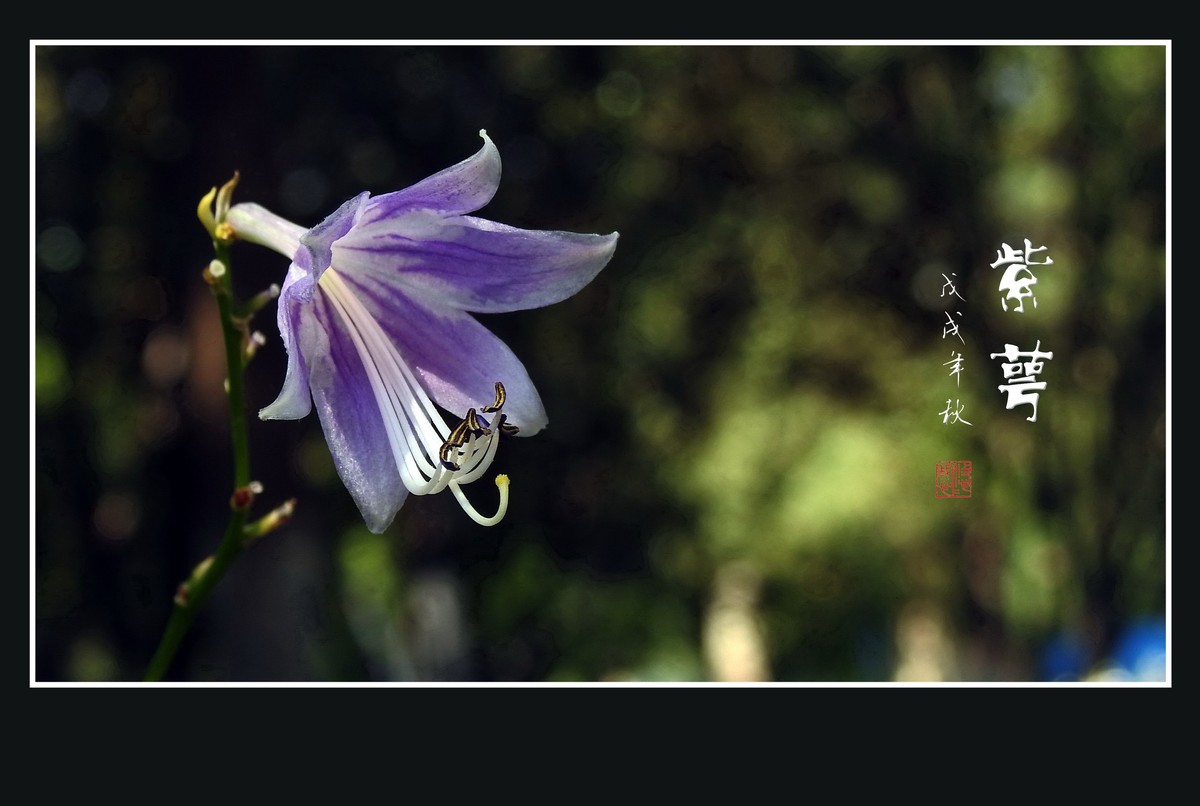 紫色的小星星-紫萼