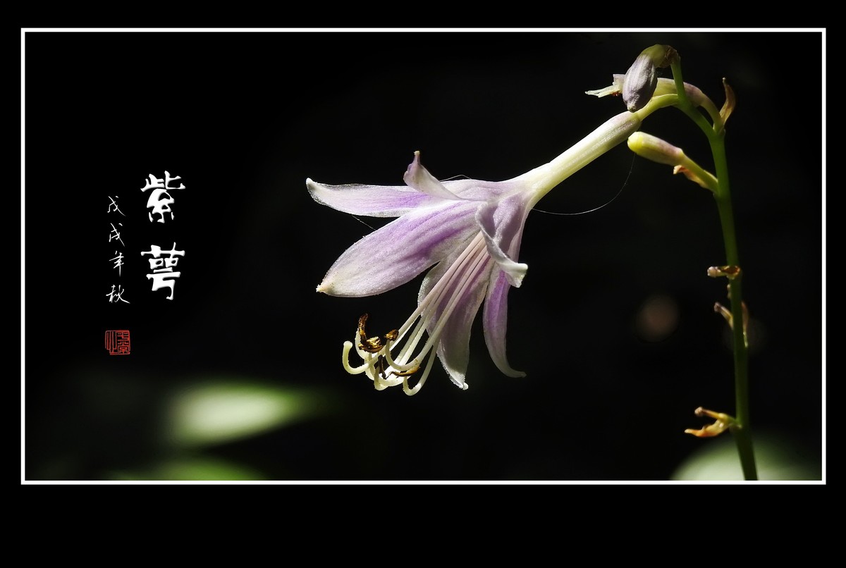 紫色的小星星-紫萼