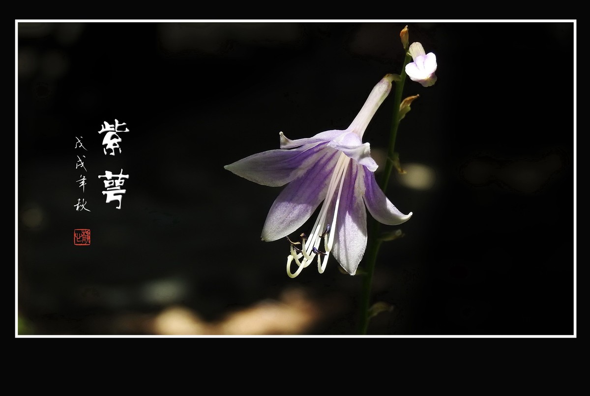 紫色的小星星-紫萼