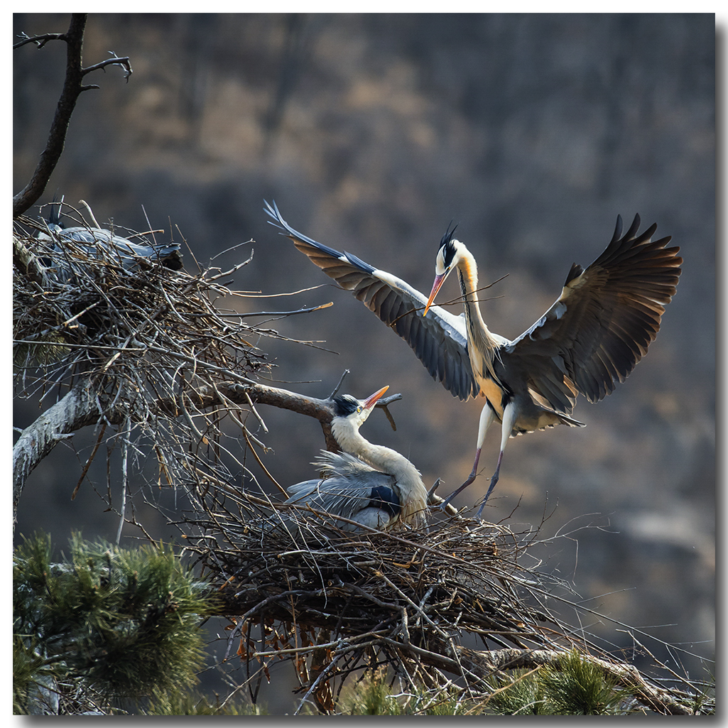 苍鹭2016拍摄第一报