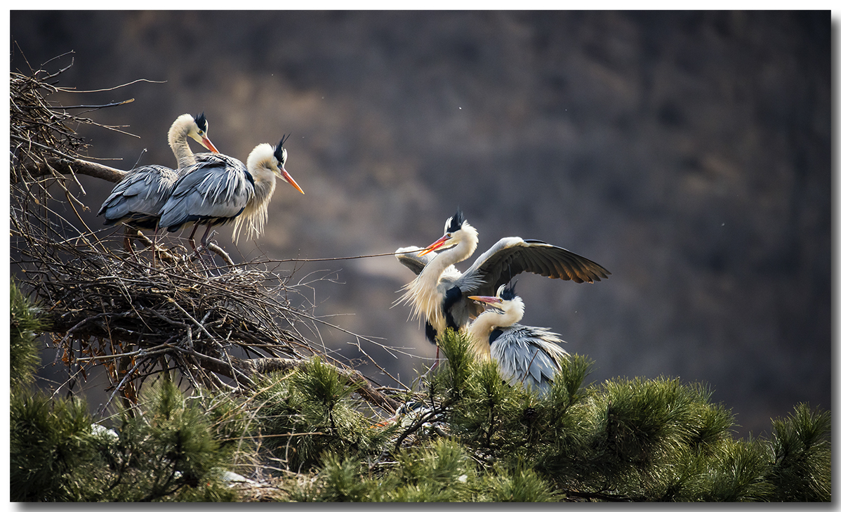 苍鹭2016拍摄第一报