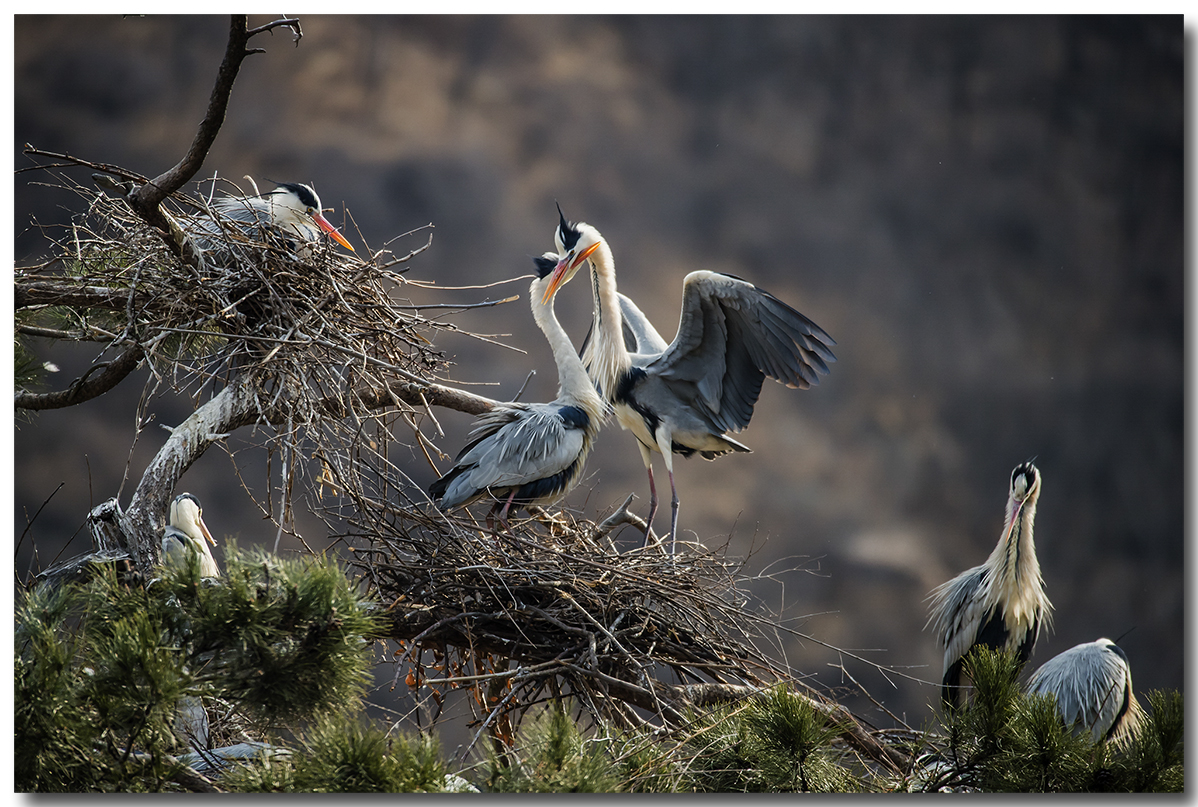 苍鹭2016拍摄第一报