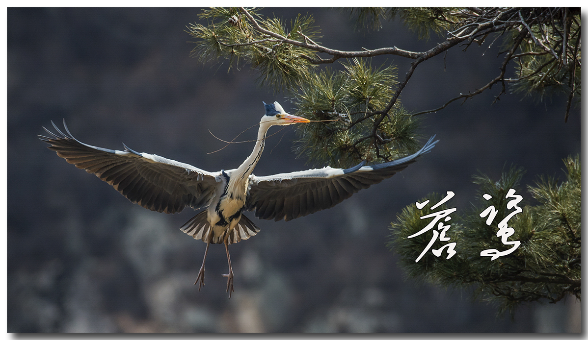 苍鹭2016拍摄第一报