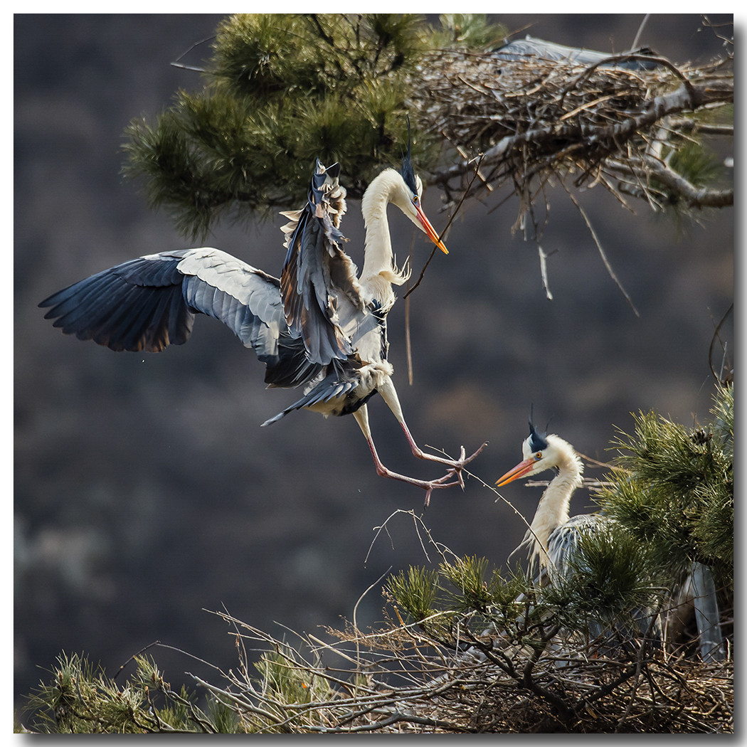 苍鹭2016拍摄第一报