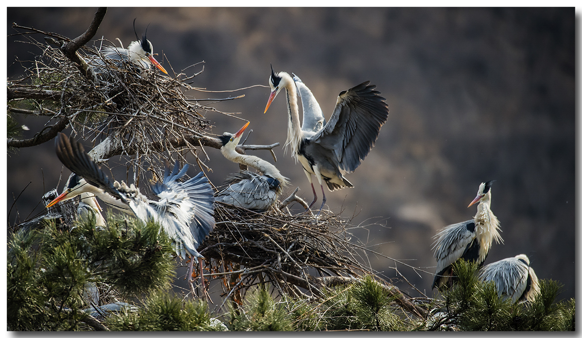 苍鹭2016拍摄第一报