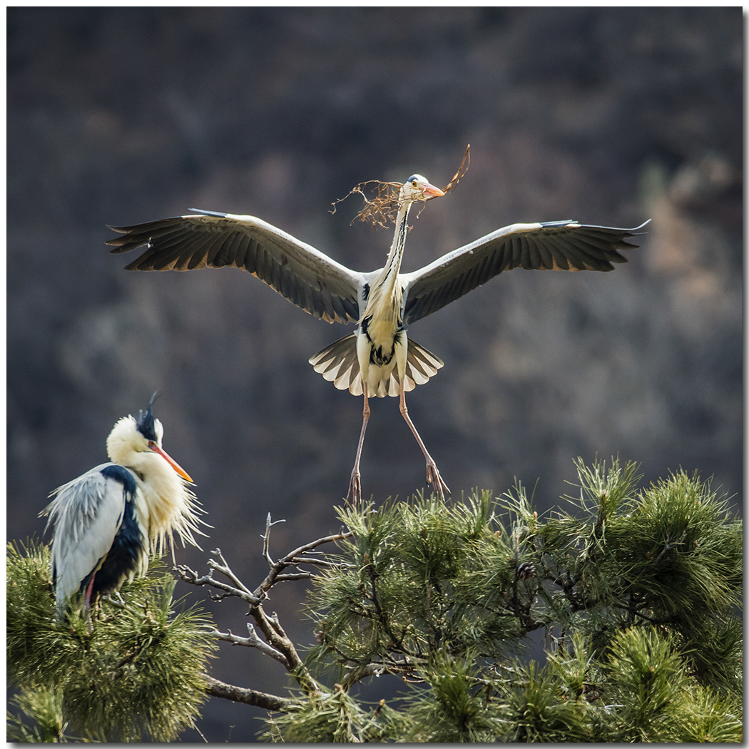 苍鹭2016拍摄第一报