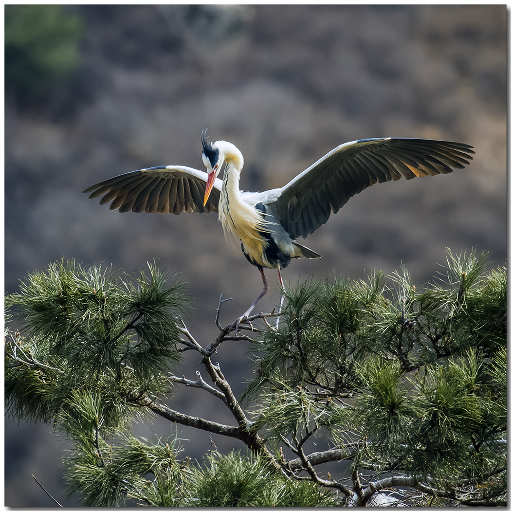 苍鹭2016拍摄第一报
