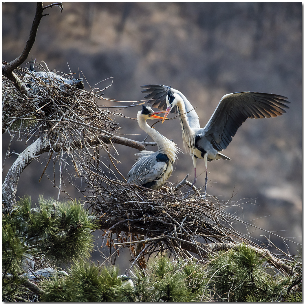 苍鹭2016拍摄第一报