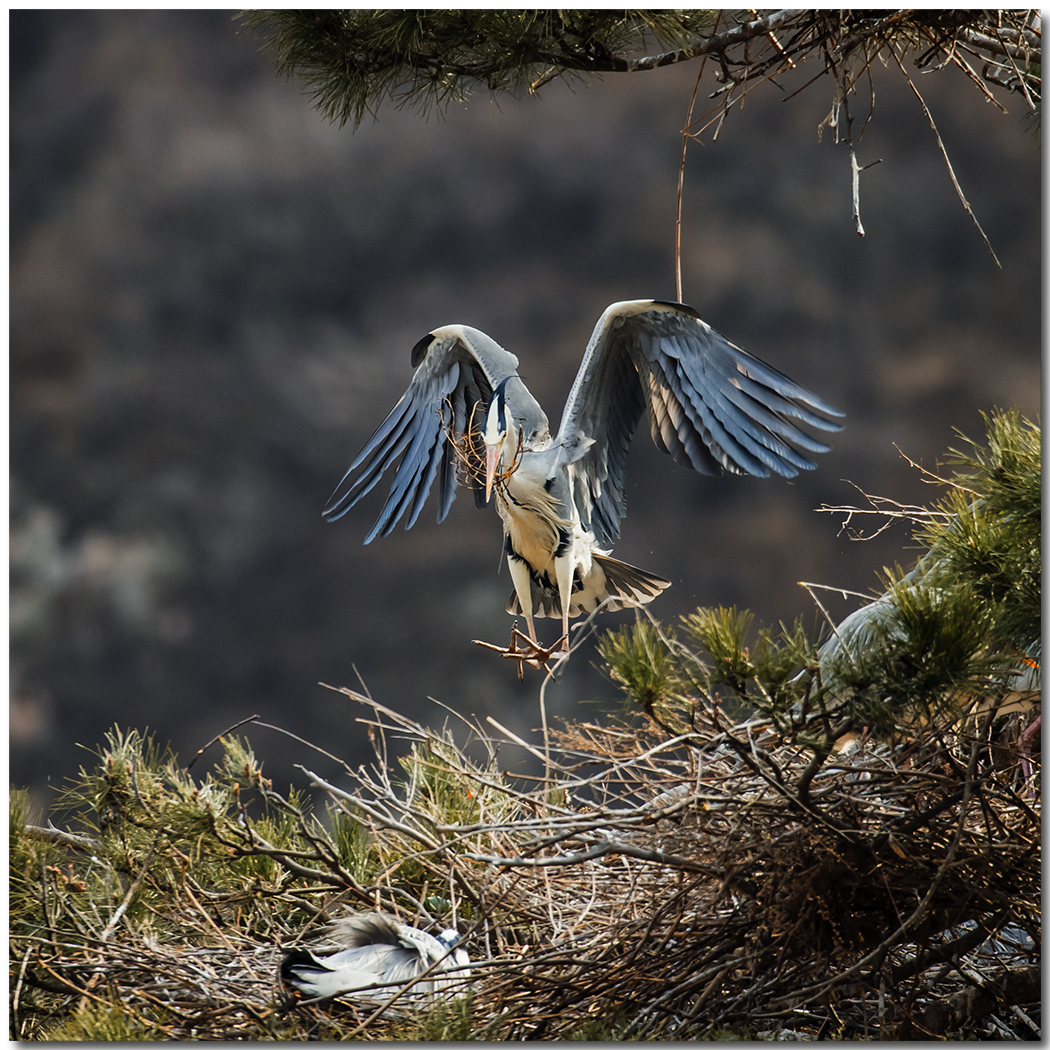 苍鹭2016拍摄第一报