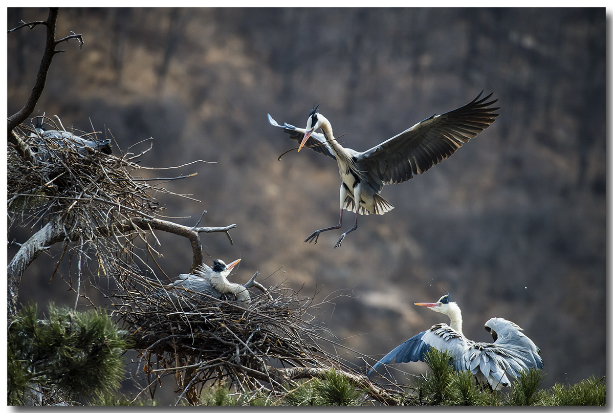 苍鹭2016拍摄第一报