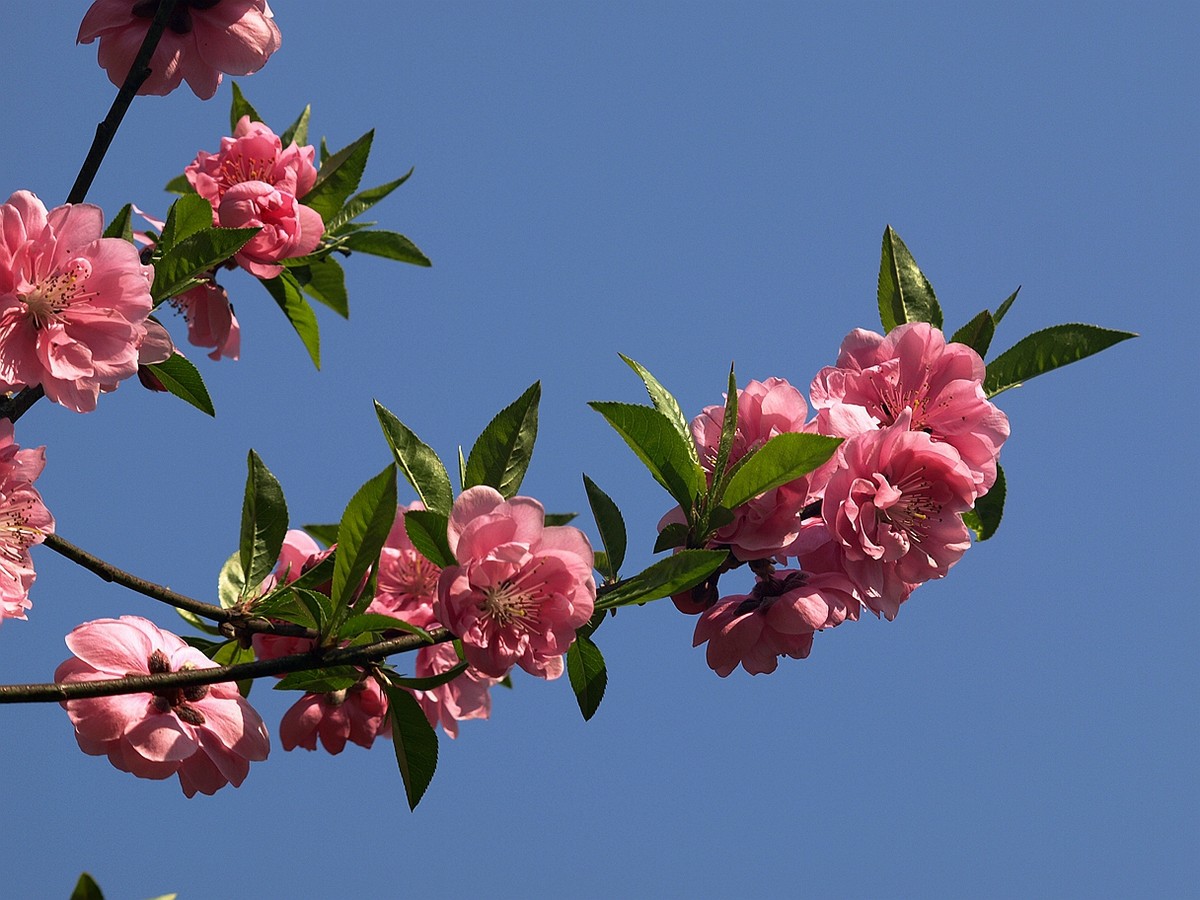 #ZOL月赛-四月物语#——桃花