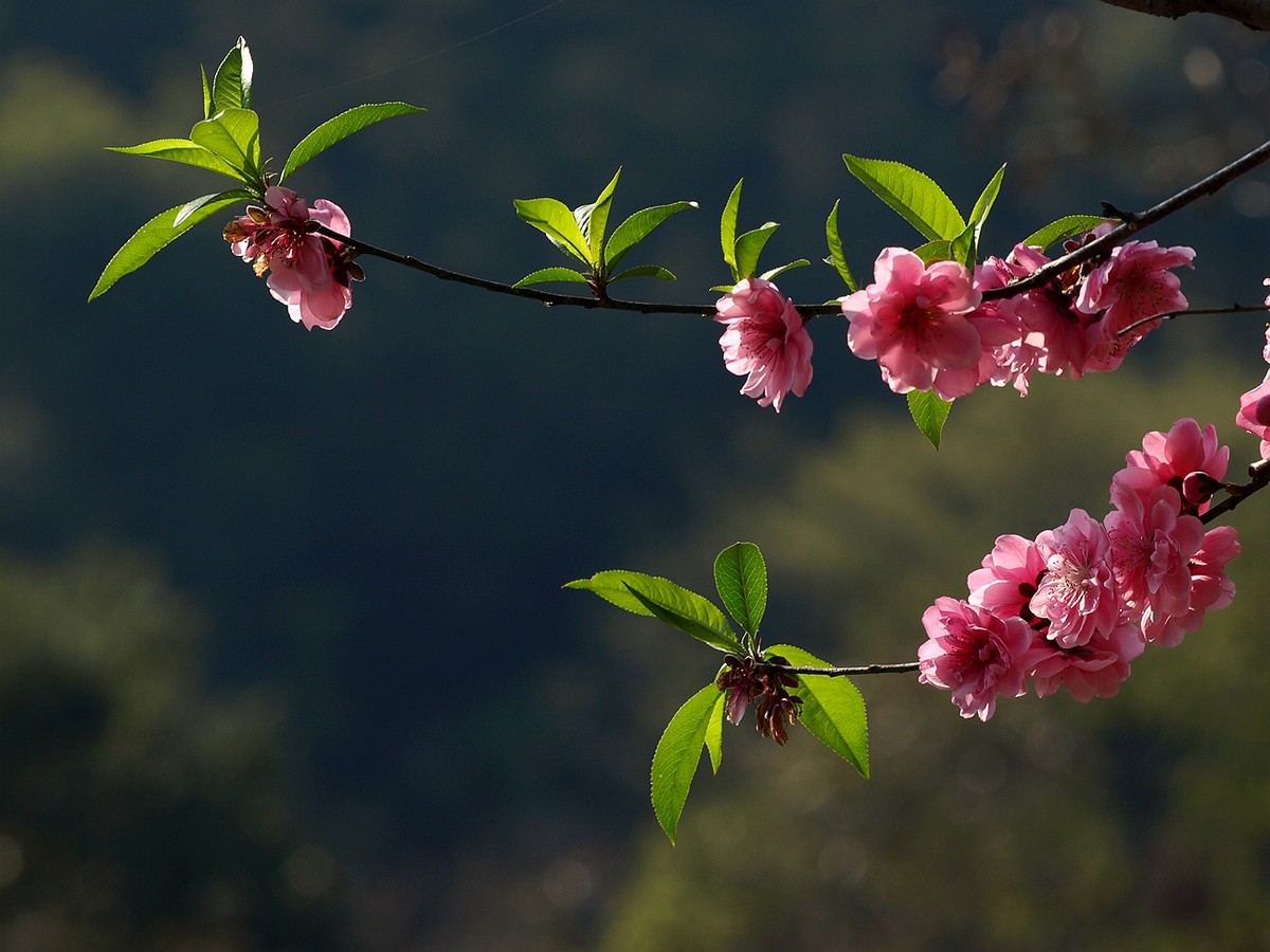 #ZOL月赛-四月物语#——桃花