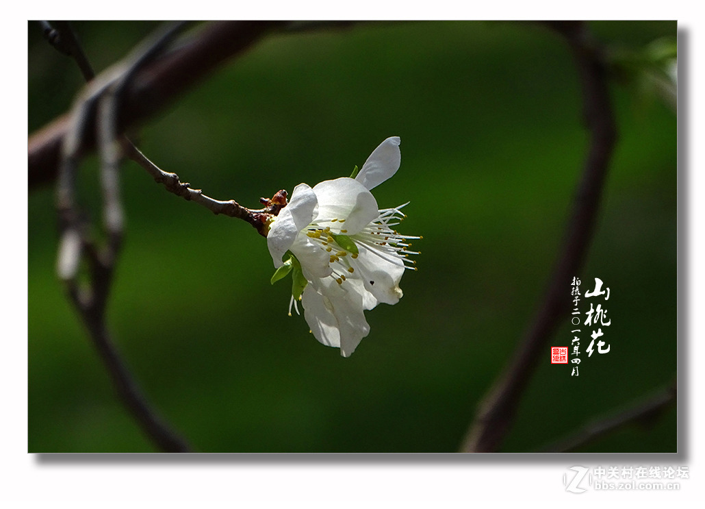 【迎春的山桃花】（2）