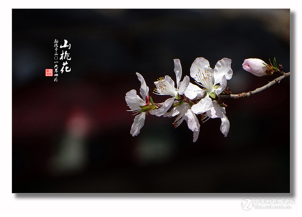 【迎春的山桃花】（2）
